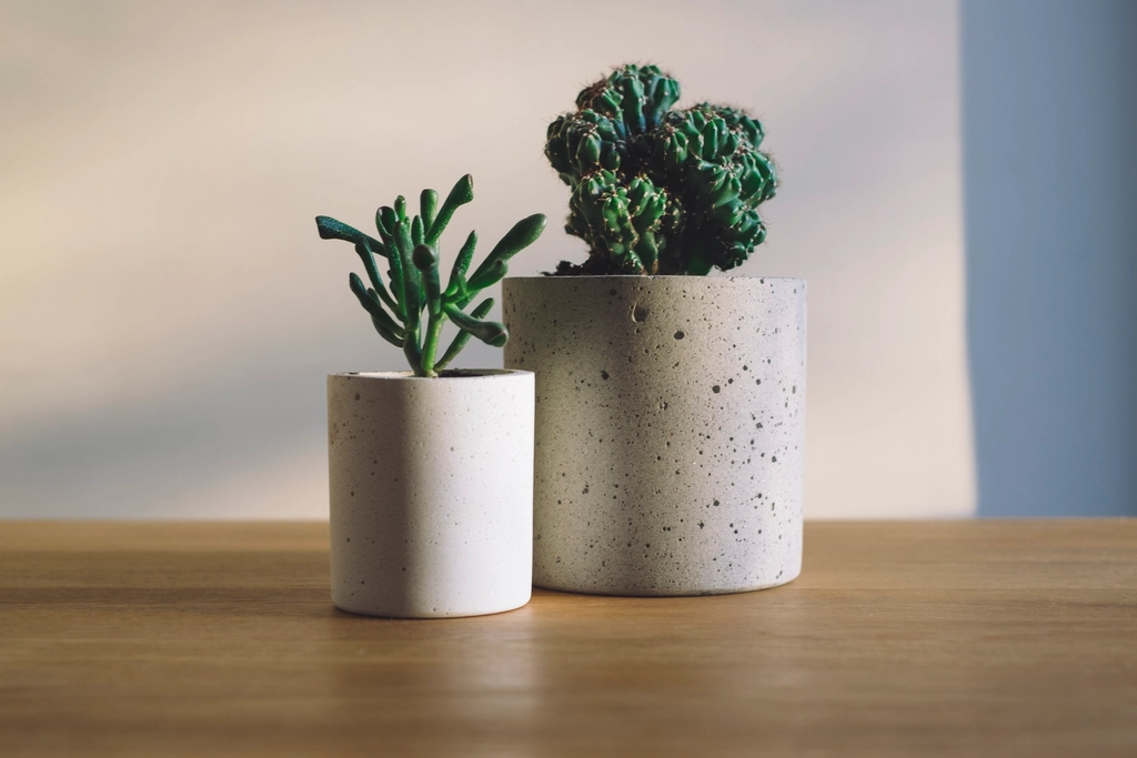 Suculentas plantadas em vasos pequenos