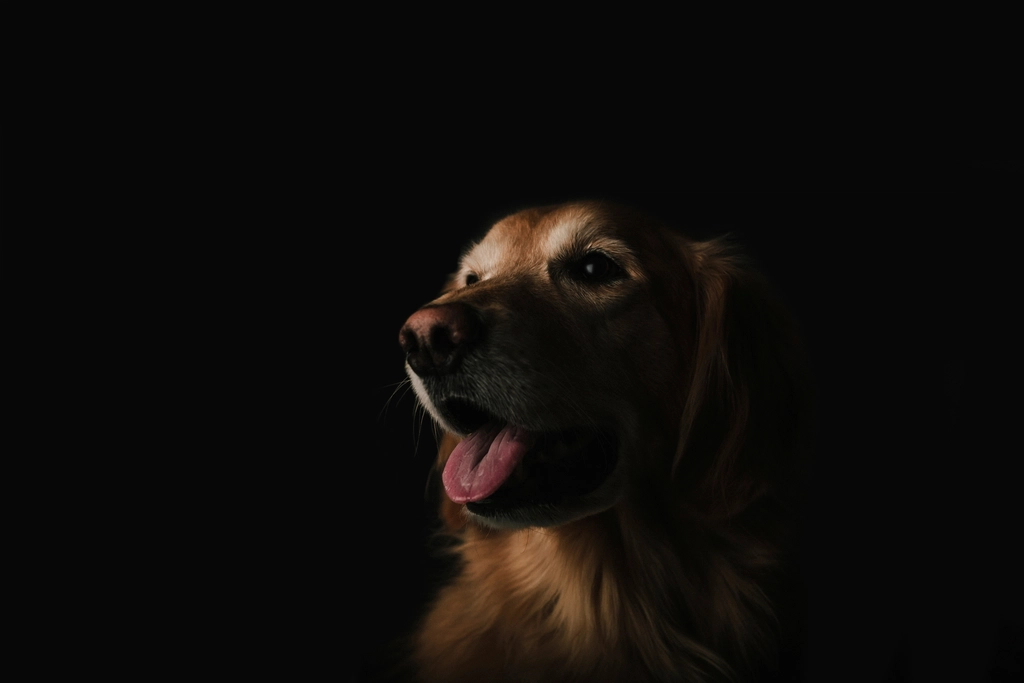 Cachorro dentro de casa