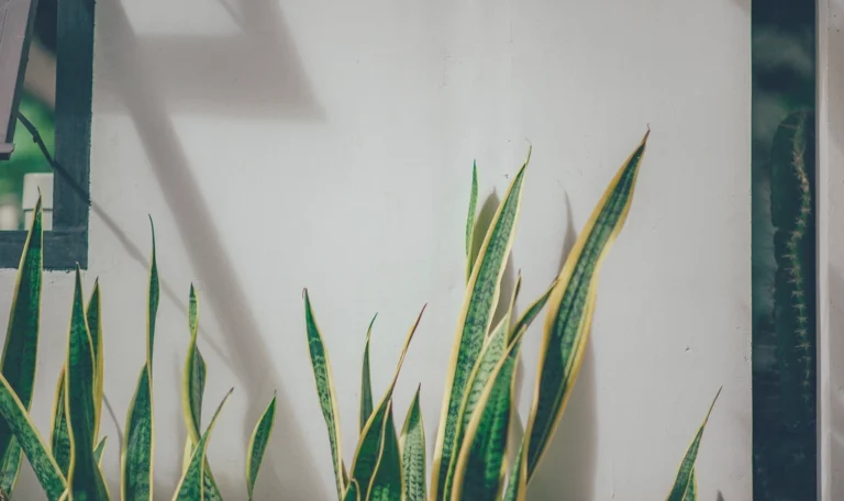 Espada-de-São-Jorge em vaso