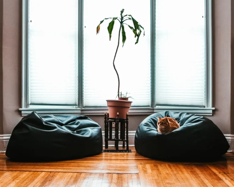 Gato ao lado de plantas dentro de casa