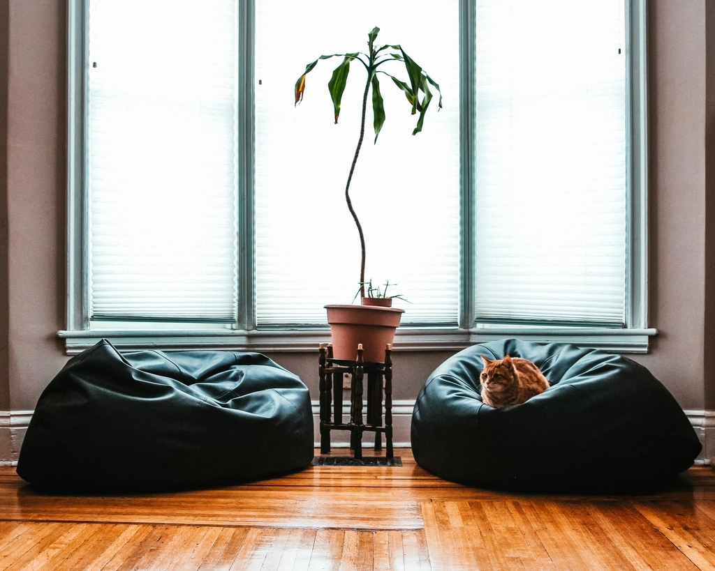 Gato ao lado de plantas dentro de casa