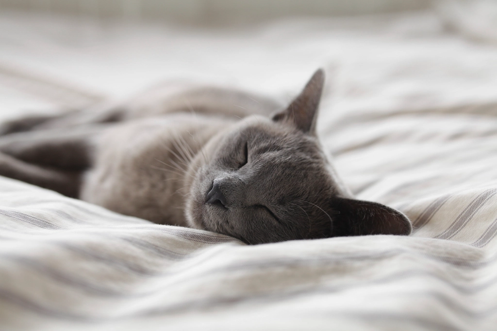 Gato descansando em casa