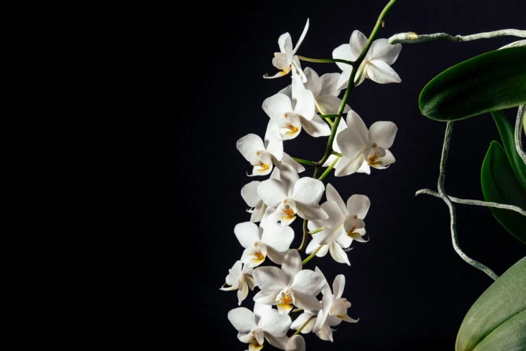 Orquídea branca em vaso