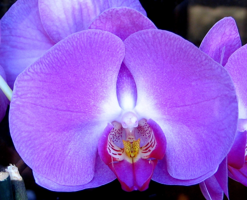 Orquídea florida