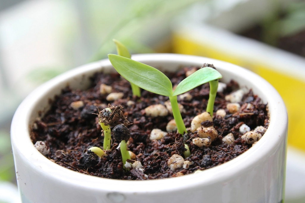 Planta de folhagem em vaso