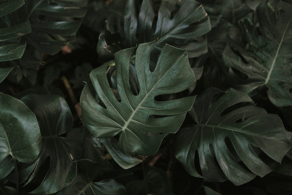 Planta de folhagem pendente