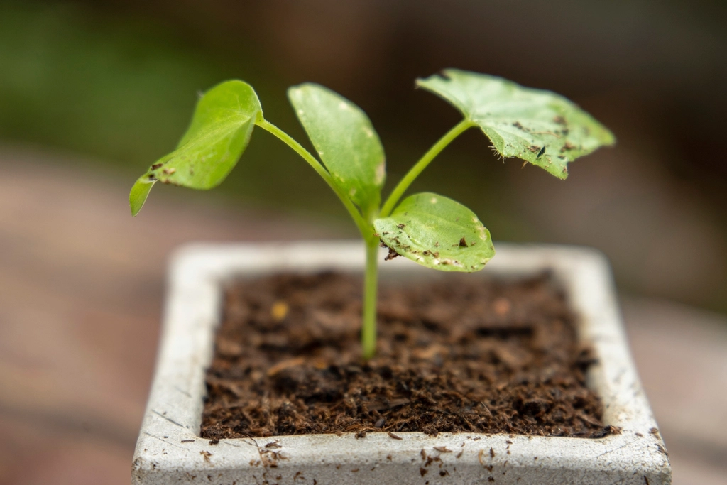 Planta em vaso dentro de casa