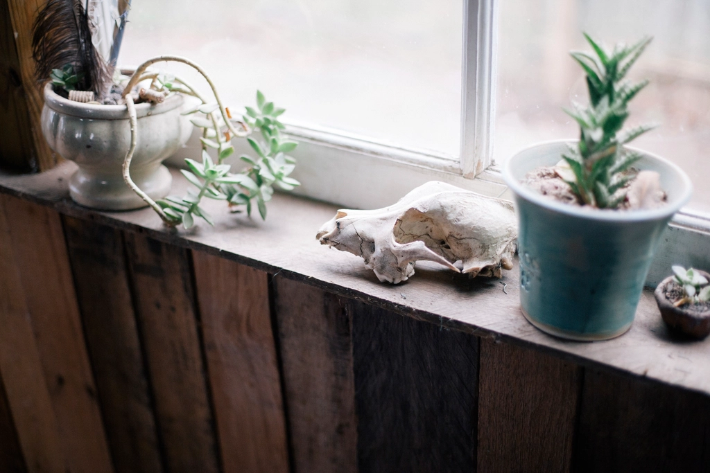 Plantas de folhagem dentro de casa