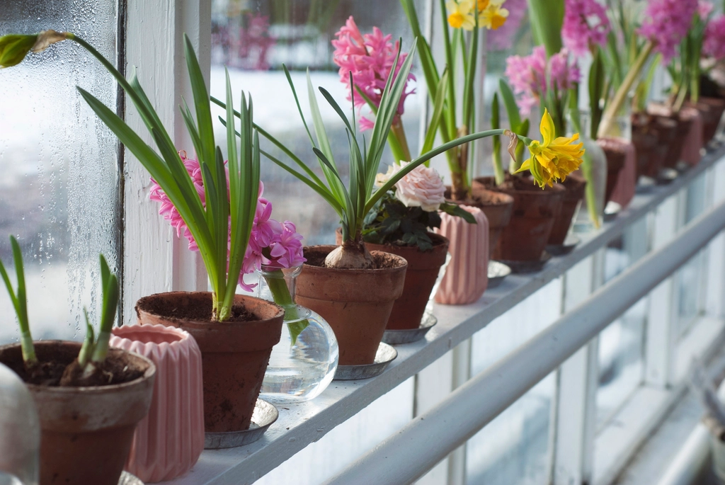 Plantas em vasos perto da janela