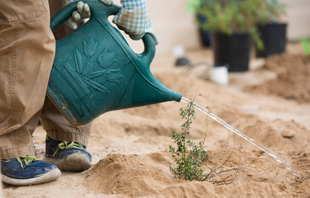 Regando plantas em vasos