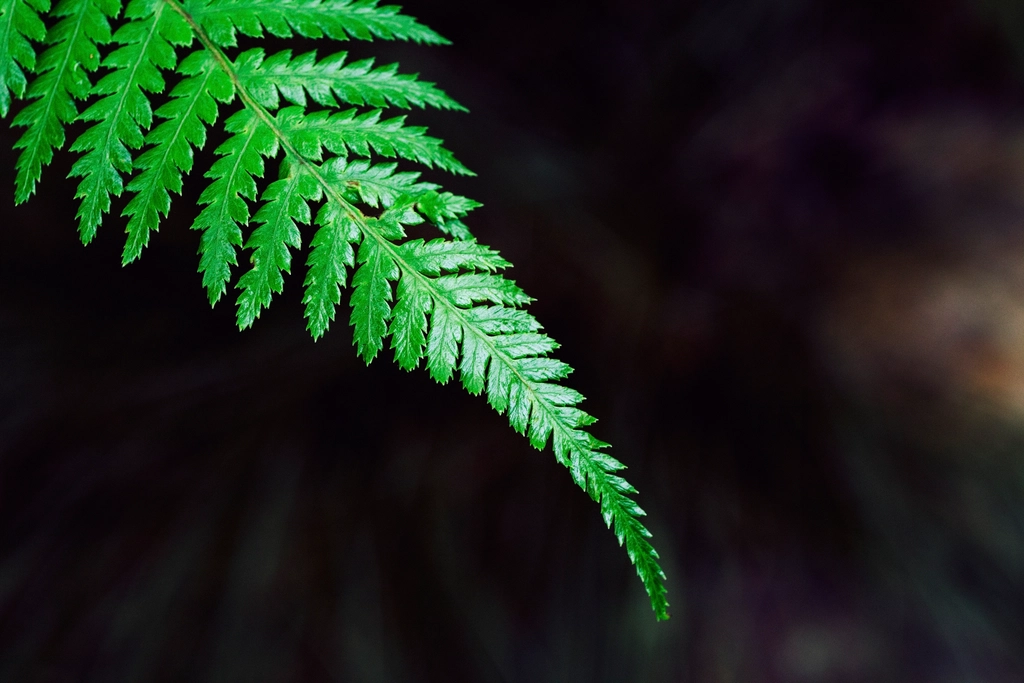 Samambaia verde