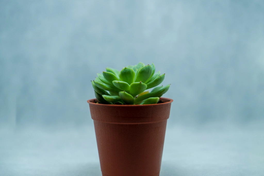 Suculenta echeveria vista de perto