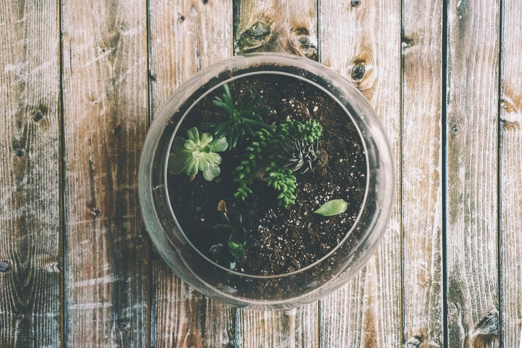 Terrário de vidro com plantas pequenas