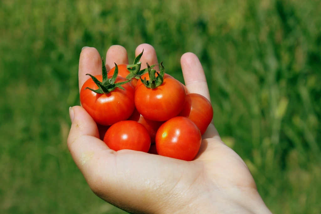 Tomates cereja colhidos