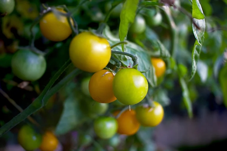 Tomates cereja maduros no pé